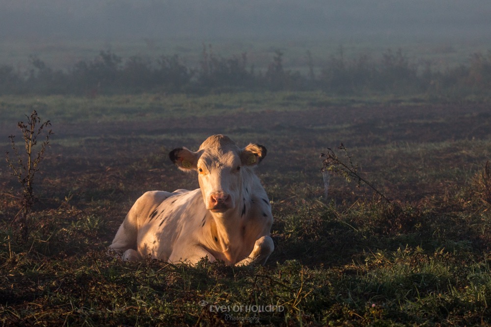 Koe in de ochtend mist