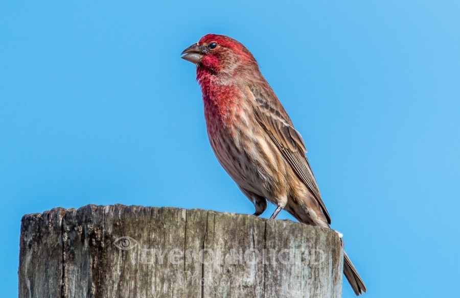 beach bird 3 (1 van 1)