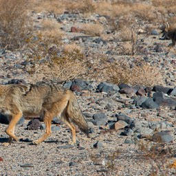 coyote panamint 3-1