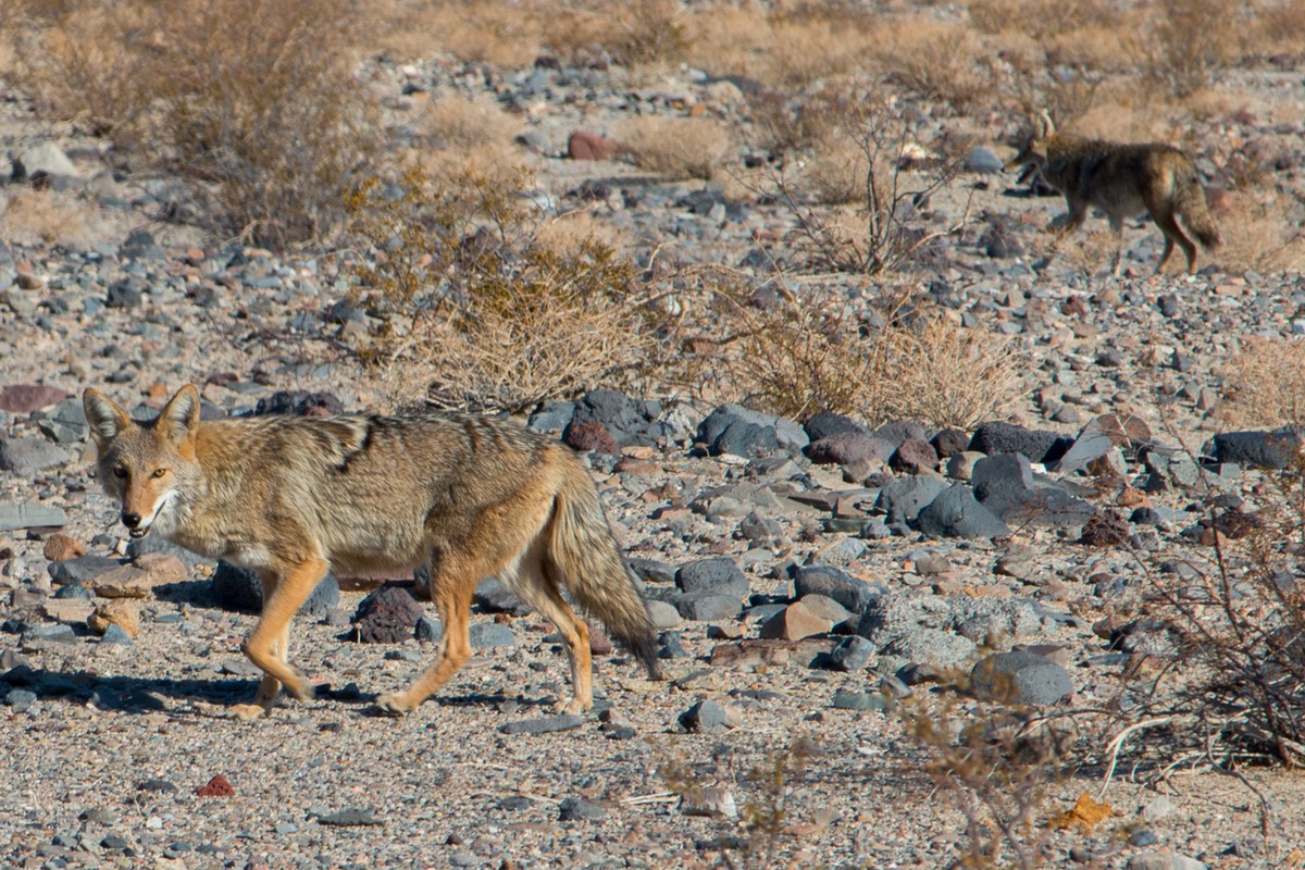 coyote panamint 3-1