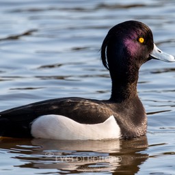 watervogels (10 van 11)