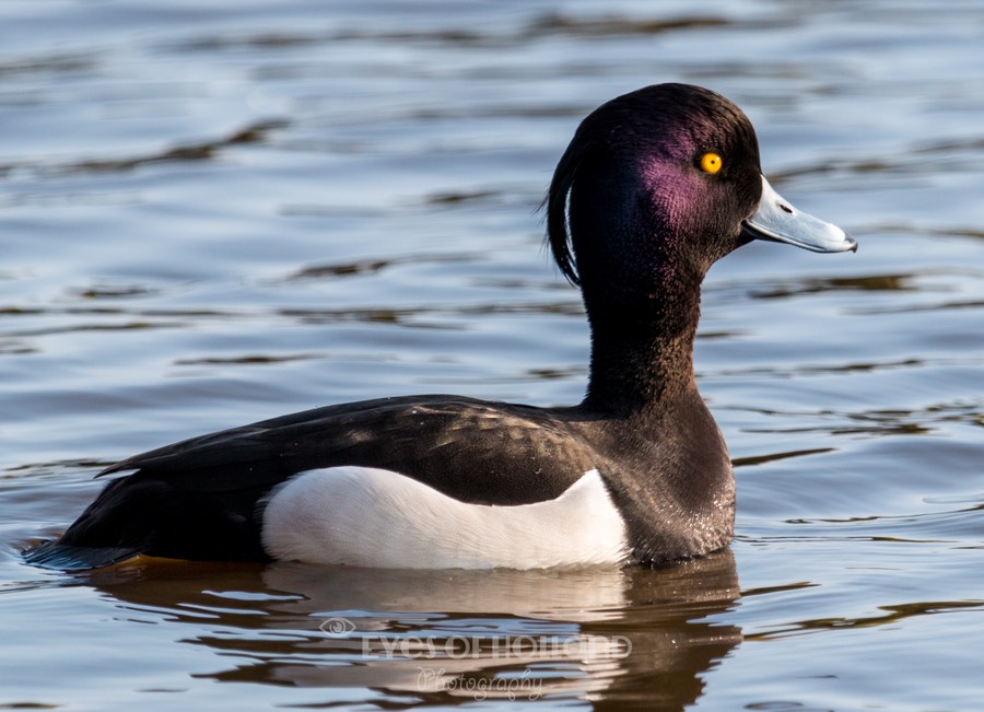 watervogels (10 van 11)