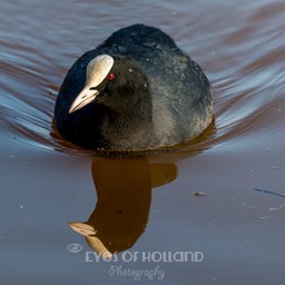 watervogels (11 van 11)