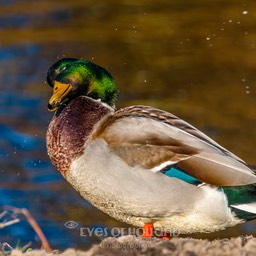 watervogels (2 van 11)