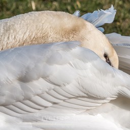 watervogels (9 van 11)