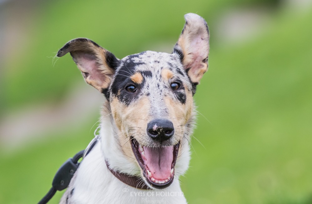 Smooth collie pup
